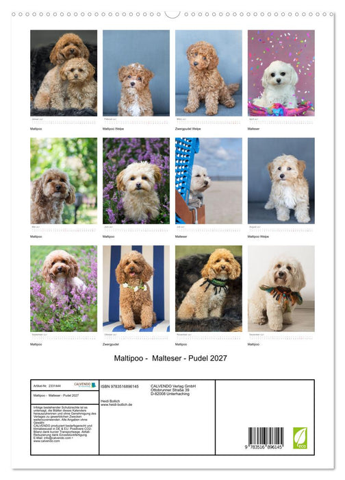 Maltipoo - Malteser - Pudel 2027 (CALVENDO Premium Wandkalender 2027)