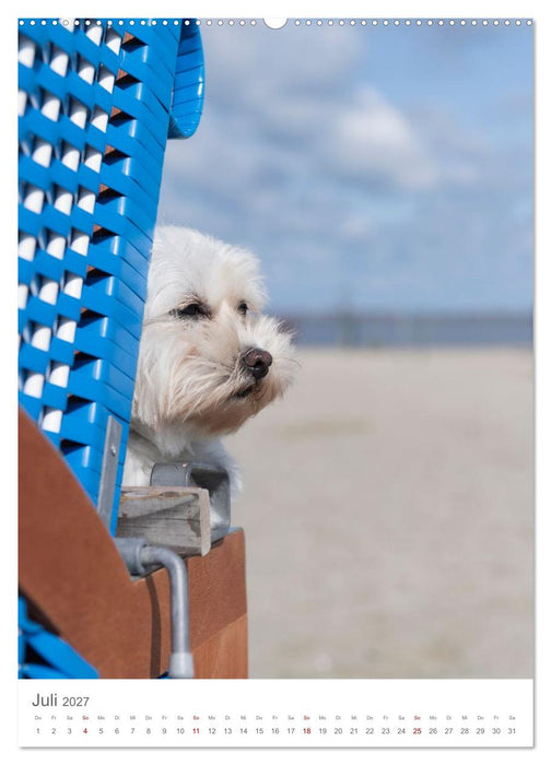 Maltipoo - Malteser - Pudel 2027 (CALVENDO Premium Wandkalender 2027)