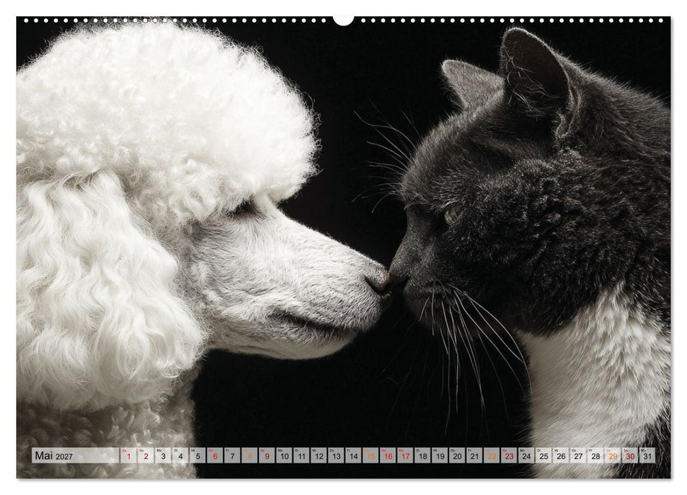 Hund und Katze - Tierische Freunde (CALVENDO Wandkalender 2027)
