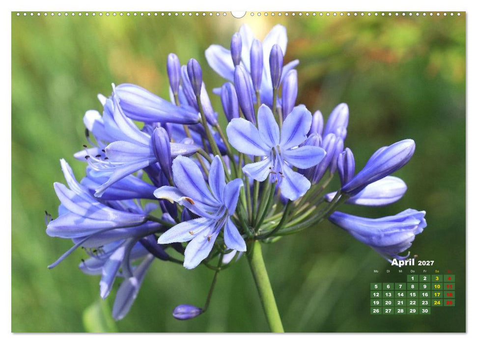 Sommerliche Blütenträume (CALVENDO Wandkalender 2027)
