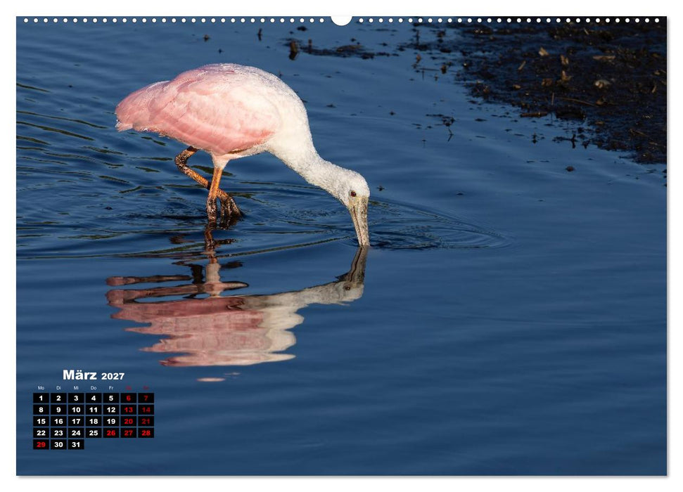 Floridas wunderbare Vogelwelt (CALVENDO Wandkalender 2027)