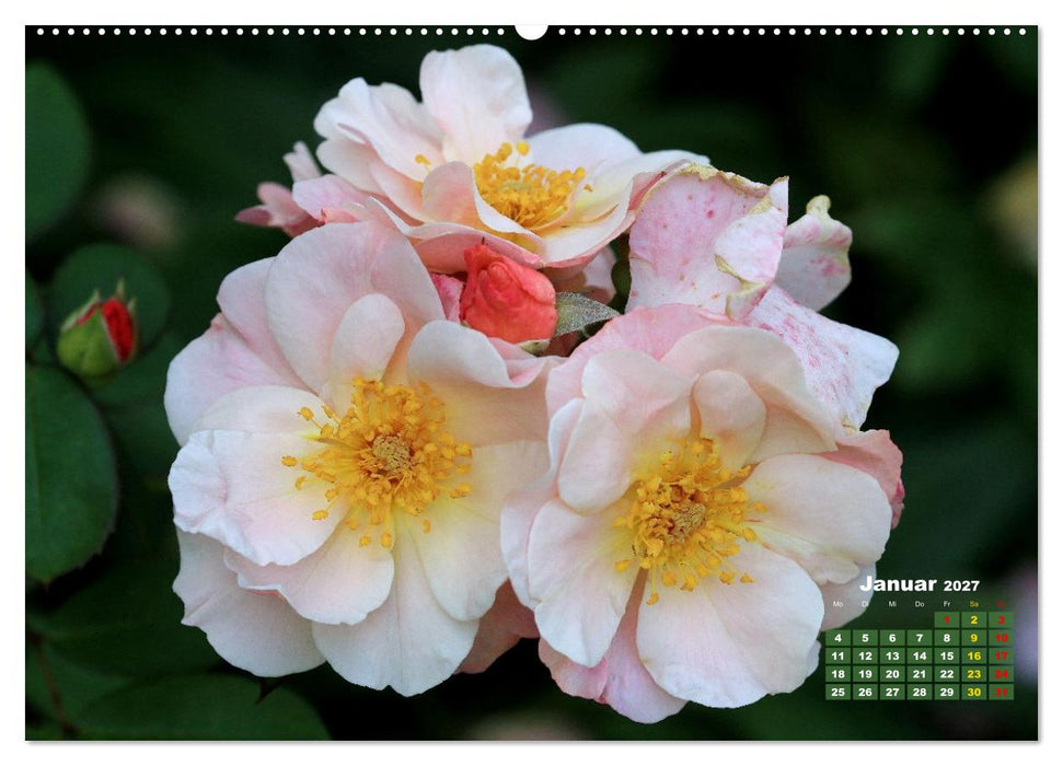 Sommerliche Blütenträume (CALVENDO Premium Wandkalender 2027)