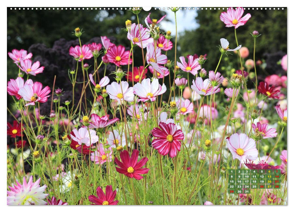 Sommerliche Blütenträume (CALVENDO Premium Wandkalender 2027)