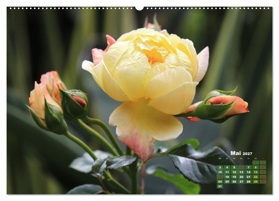 Sommerliche Blütenträume (CALVENDO Premium Wandkalender 2027)