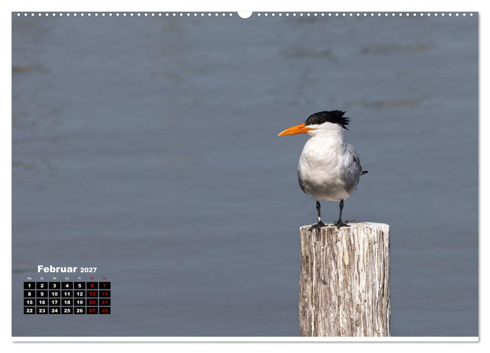 Floridas wunderbare Vogelwelt (CALVENDO Premium Wandkalender 2027)