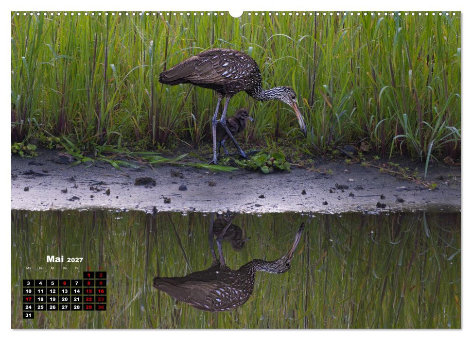Floridas wunderbare Vogelwelt (CALVENDO Premium Wandkalender 2027)