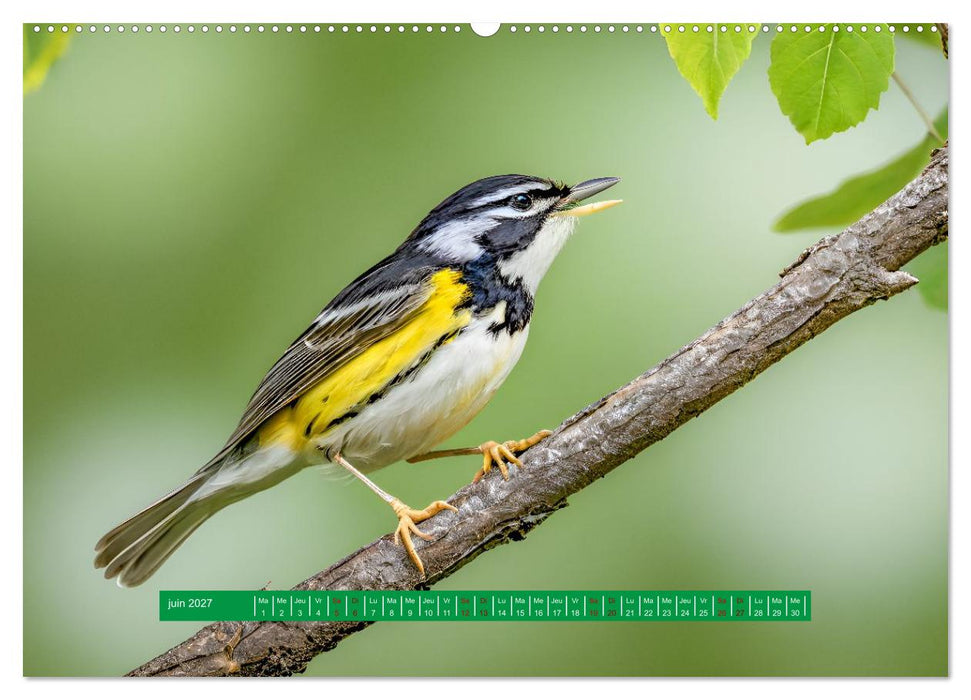 Les chanteurs de nos régions - Notre nature intime (CALVENDO Calendrier mensuel 2027)