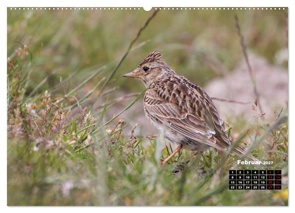 Die Vogelwelt der Äußeren Hebriden (CALVENDO Wandkalender 2027)