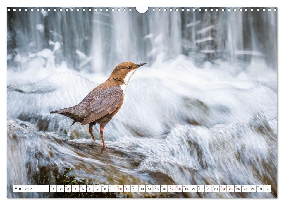 Die RHÖN: Faszinierende Berge und lebendige Bäche (CALVENDO Wandkalender 2027)