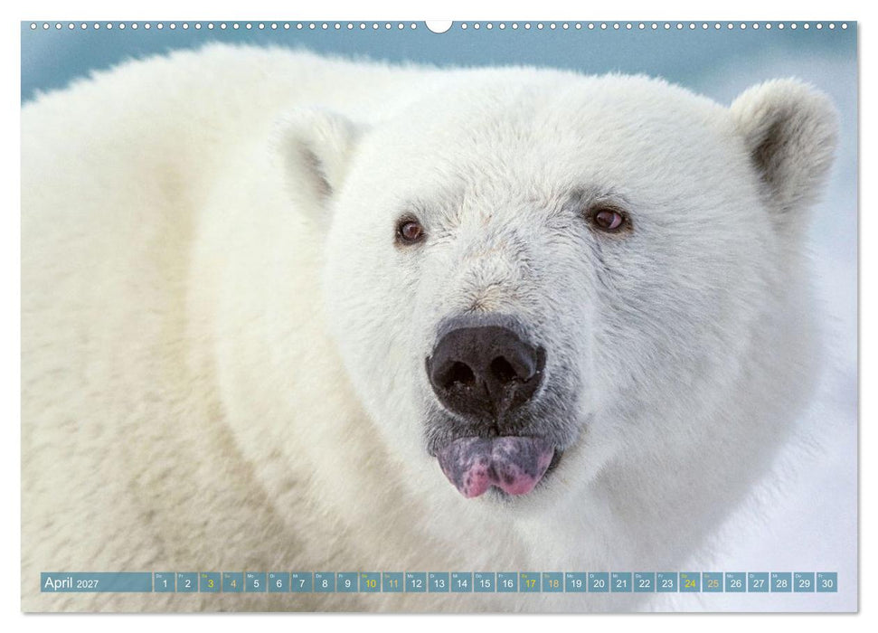 Eisbären: Lebenskünstler im Eis (CALVENDO Wandkalender 2027)