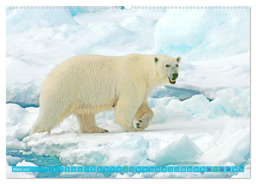 Eisbären: Lebenskünstler im Eis (CALVENDO Premium Wandkalender 2027)