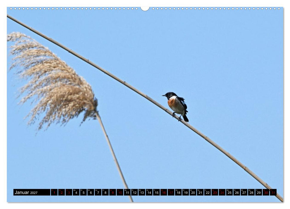 Mallorcas Vögel (CALVENDO Premium Wandkalender 2027)