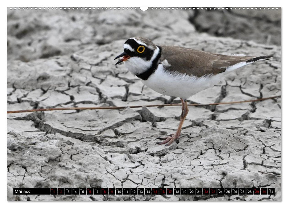 Mallorcas Vögel (CALVENDO Premium Wandkalender 2027)