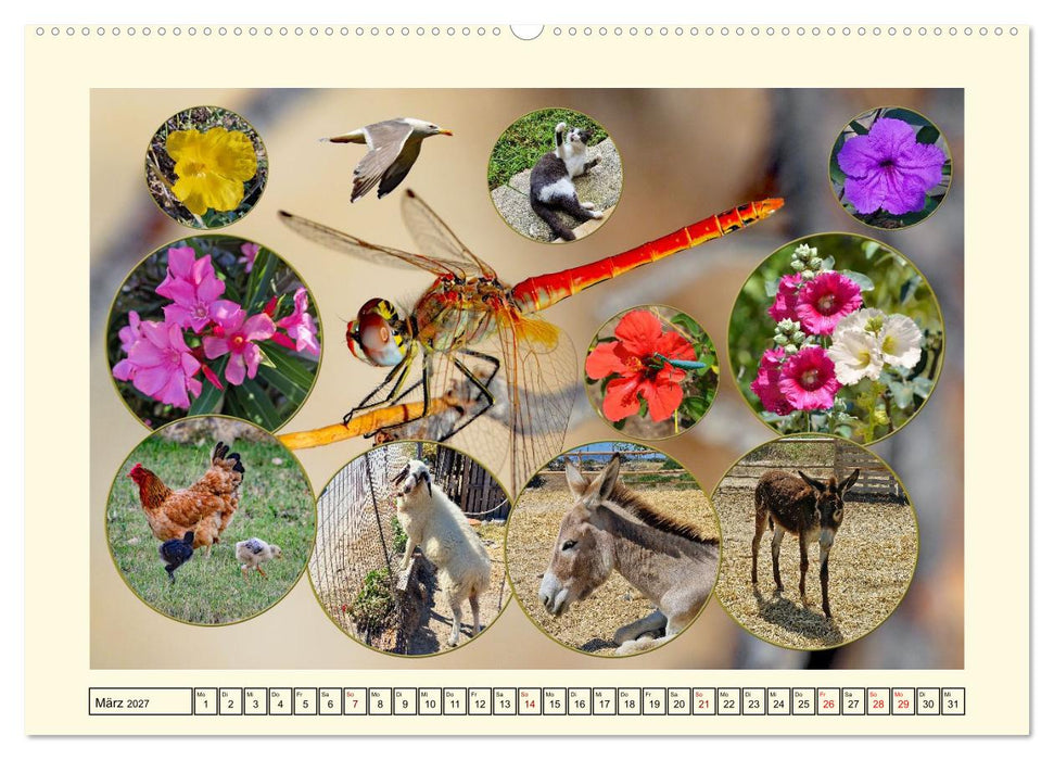 Natur und Kultur der Insel Kos (CALVENDO Premium Wandkalender 2027)