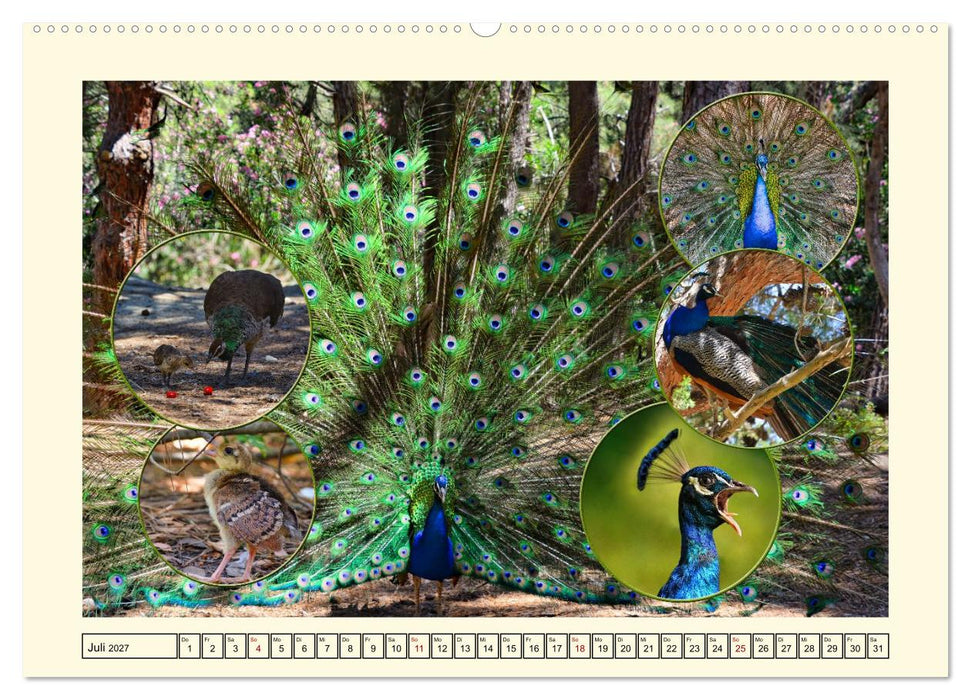 Natur und Kultur der Insel Kos (CALVENDO Premium Wandkalender 2027)