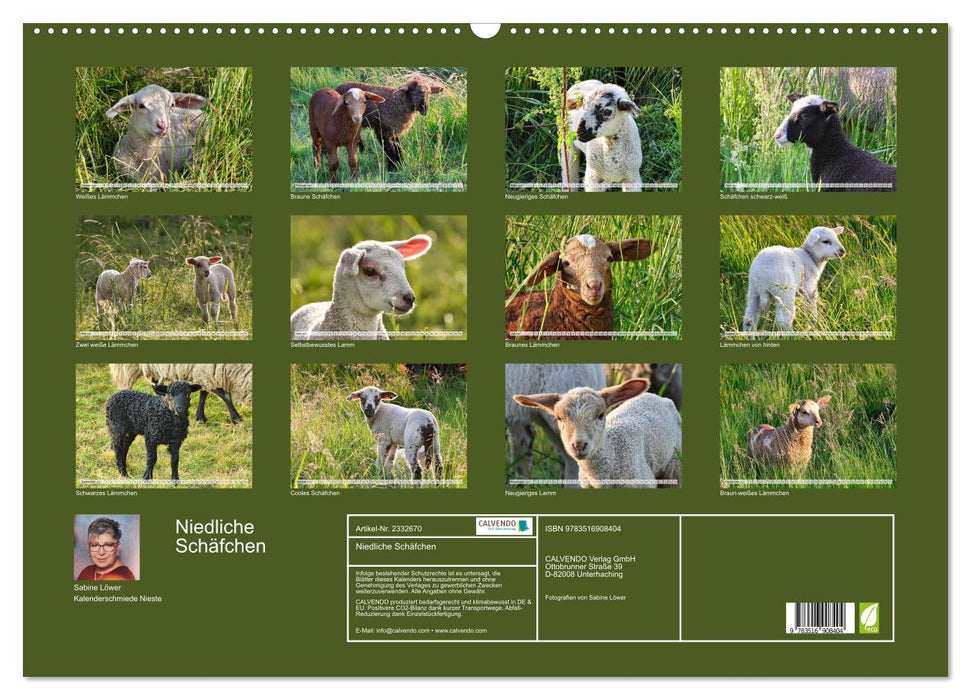 Niedliche Schäfchen (CALVENDO Wandkalender 2027)