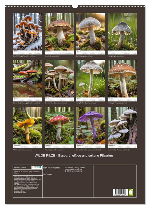 WILDE PILZE - Essbare, giftige und seltene Pilzarten (CALVENDO Wandkalender 2027)