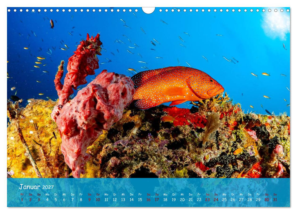 Faszinierende Meereswelt der Malediven (CALVENDO Wandkalender 2027)