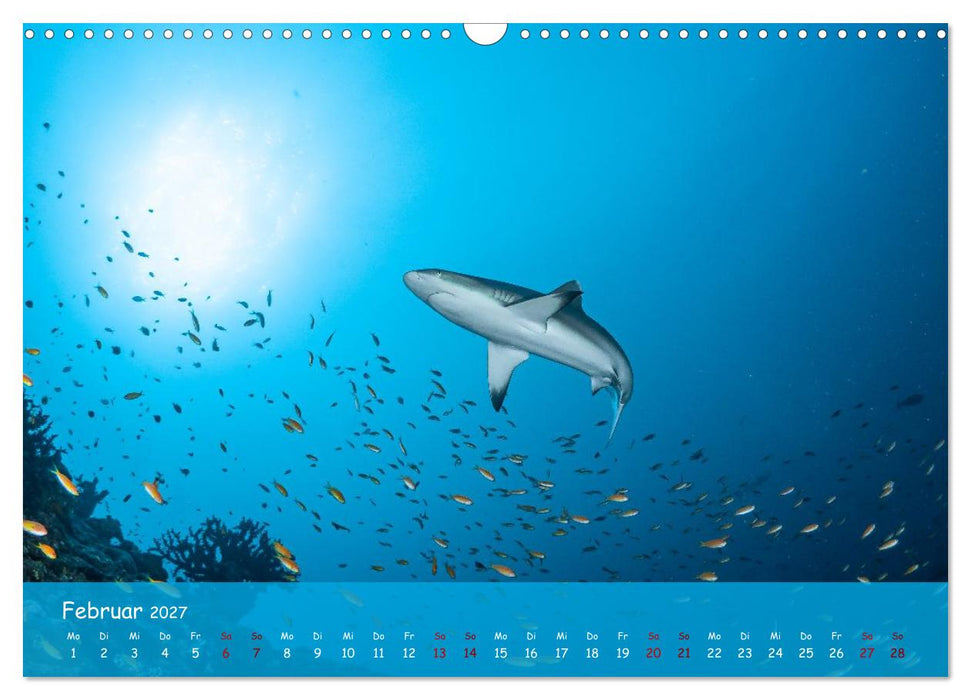 Faszinierende Meereswelt der Malediven (CALVENDO Wandkalender 2027)