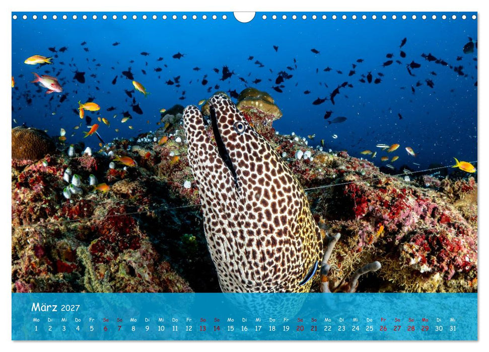 Faszinierende Meereswelt der Malediven (CALVENDO Wandkalender 2027)