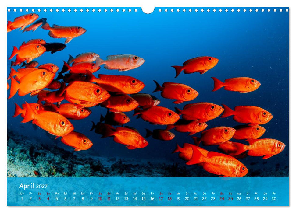 Faszinierende Meereswelt der Malediven (CALVENDO Wandkalender 2027)