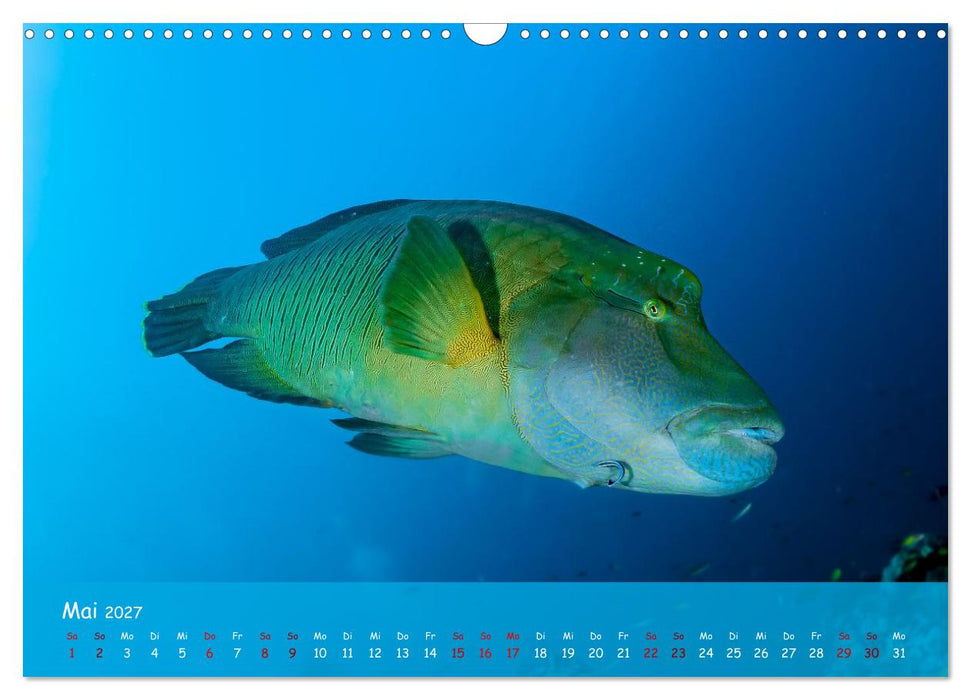 Faszinierende Meereswelt der Malediven (CALVENDO Wandkalender 2027)