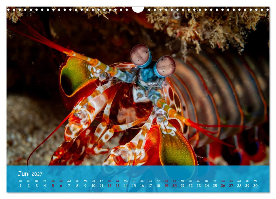 Faszinierende Meereswelt der Malediven (CALVENDO Wandkalender 2027)