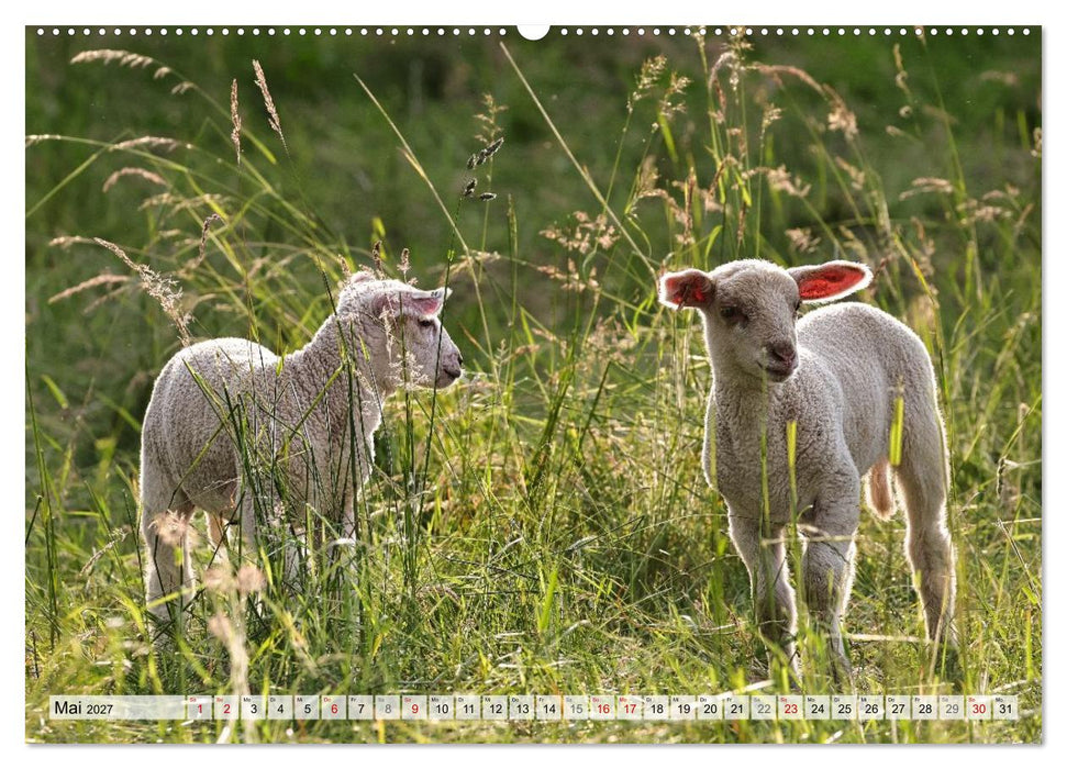 Niedliche Schäfchen (CALVENDO Premium Wandkalender 2027)