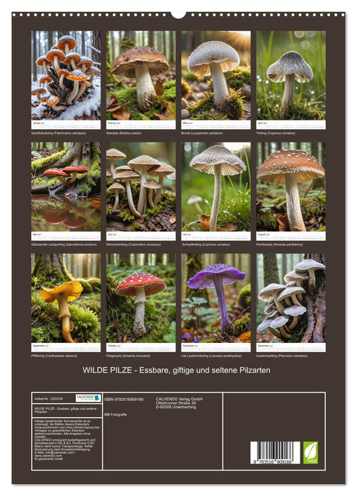WILDE PILZE - Essbare, giftige und seltene Pilzarten (CALVENDO Premium Wandkalender 2027)
