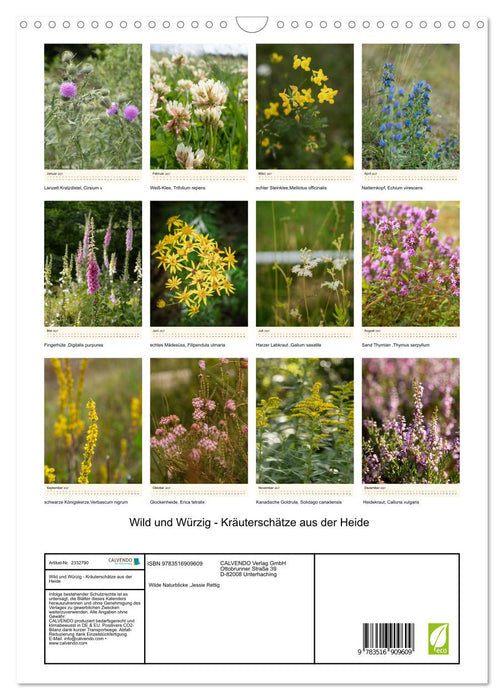 Wild und Würzig - Kräuterschätze aus der Heide (CALVENDO Wandkalender 2027)