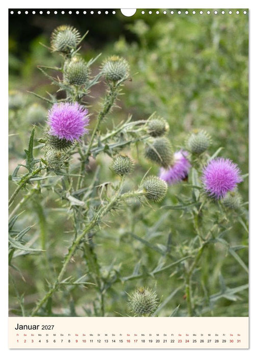 Wild und Würzig - Kräuterschätze aus der Heide (CALVENDO Wandkalender 2027)
