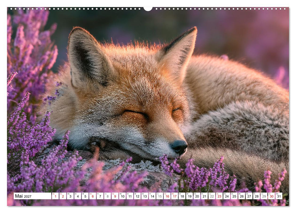 GUTE NACHT - Schlafende Tiere, traumhaft schön (CALVENDO Wandkalender 2027)