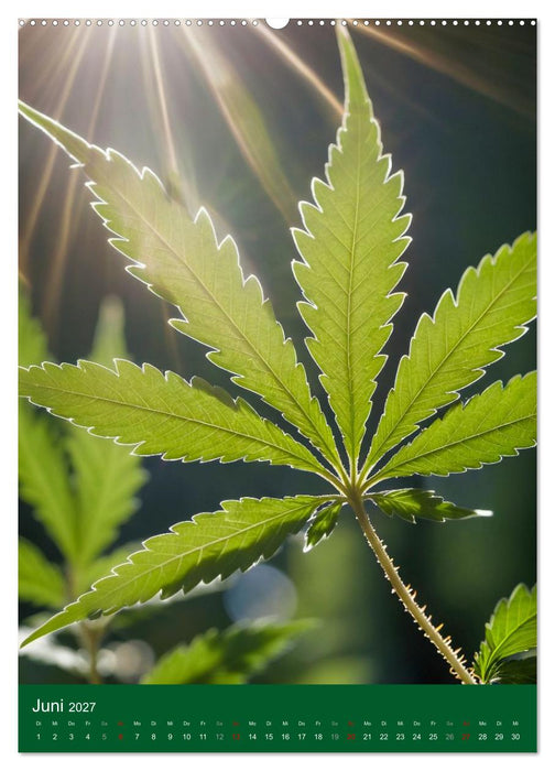 Grow your Year - Der Cannabis Kalender für Fans und Grower (CALVENDO Wandkalender 2027)