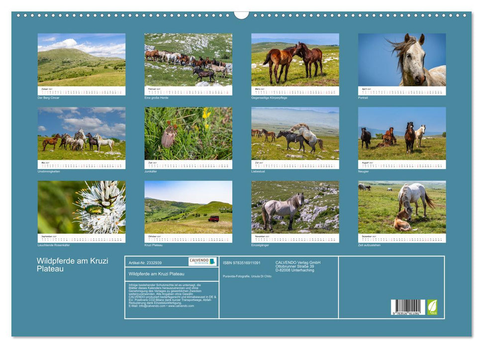 Wildpferde am Kruzi Plateau (CALVENDO Wandkalender 2027)