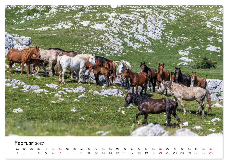 Wildpferde am Kruzi Plateau (CALVENDO Wandkalender 2027)