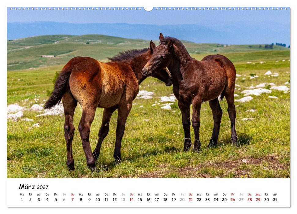 Wildpferde am Kruzi Plateau (CALVENDO Wandkalender 2027)