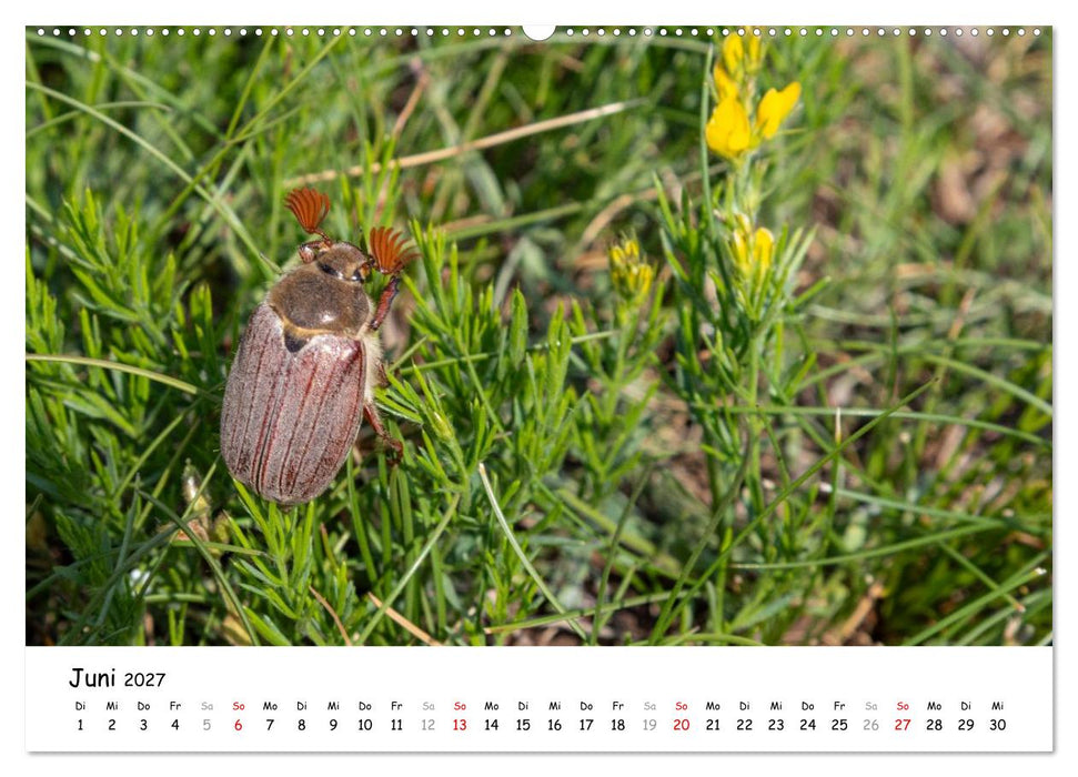 Wildpferde am Kruzi Plateau (CALVENDO Wandkalender 2027)