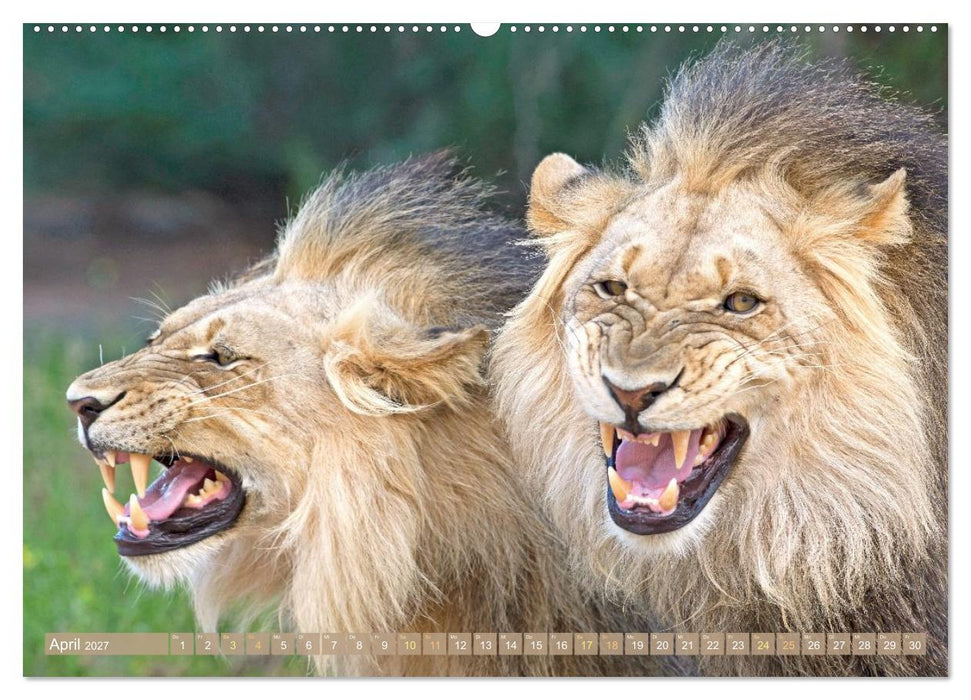 Raubkatzen: Geschmeidige Jäger (CALVENDO Wandkalender 2027)