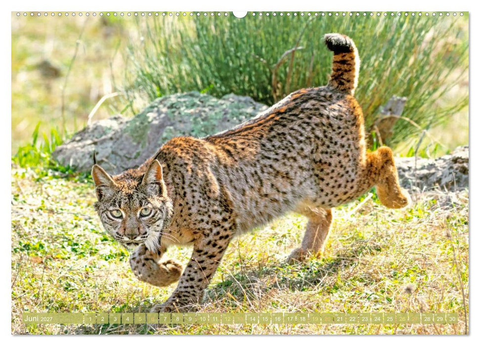 Raubkatzen: Geschmeidige Jäger (CALVENDO Wandkalender 2027)