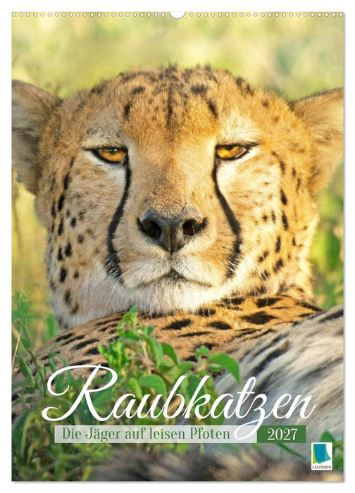 Raubkatzen: Die Jäger auf leisen Pfoten (CALVENDO Wandkalender 2027)