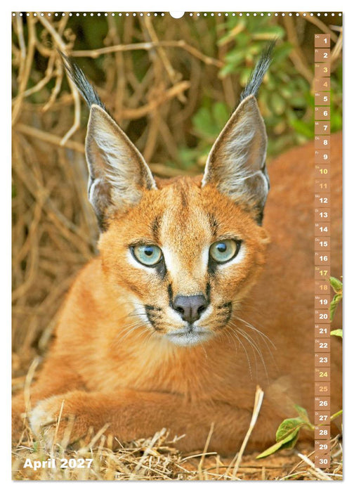 Raubkatzen: Die Jäger auf leisen Pfoten (CALVENDO Wandkalender 2027)