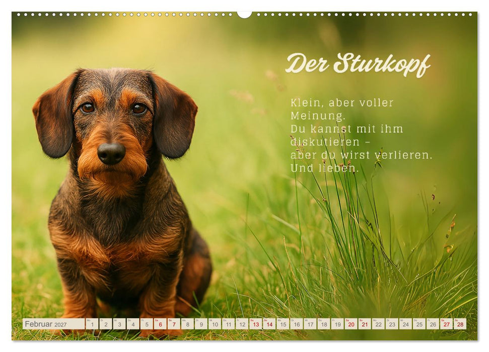 Hunde mit Charakter (CALVENDO Wandkalender 2027)