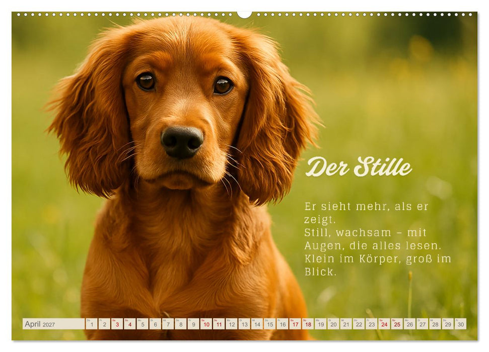 Hunde mit Charakter (CALVENDO Wandkalender 2027)