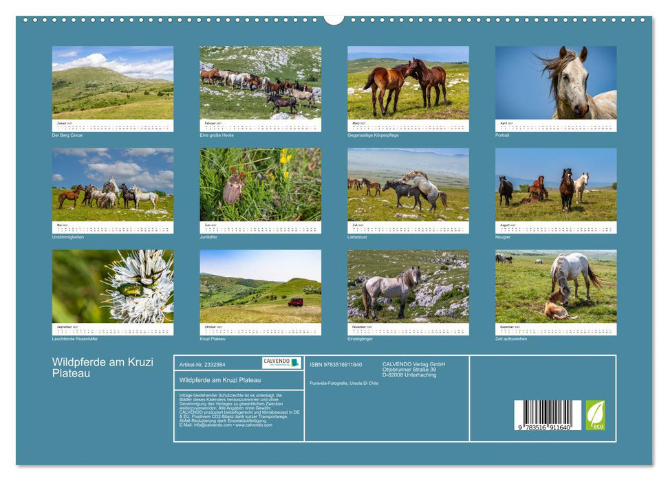 Wildpferde am Kruzi Plateau (CALVENDO Premium Wandkalender 2027)