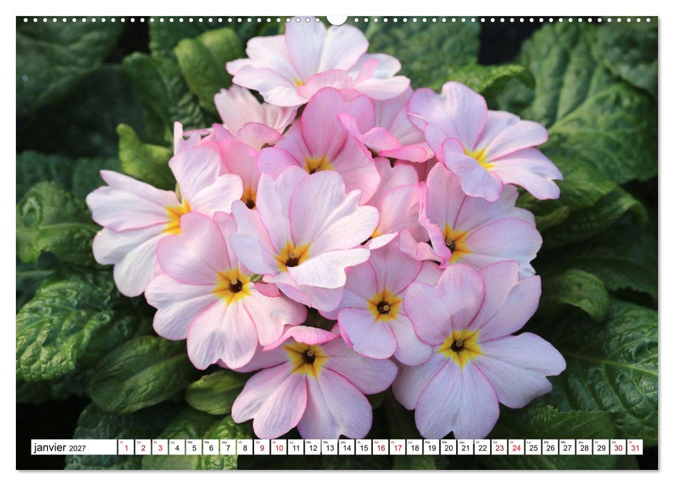 Au royaume des fleurs (CALVENDO Calendrier mensuel 2027)