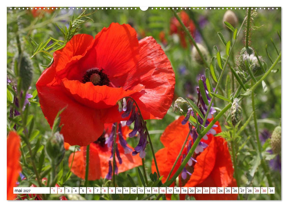 Au royaume des fleurs (CALVENDO Calendrier mensuel 2027)