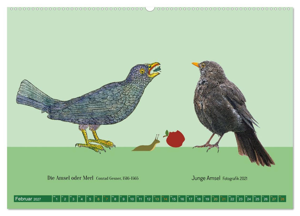 Vom Reiger zum Reiher (CALVENDO Wandkalender 2027)