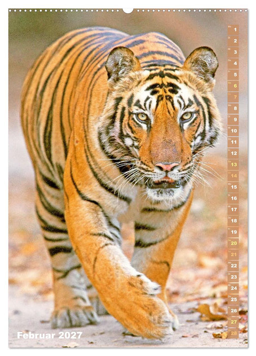 Raubkatzen: Die Jäger auf leisen Pfoten (CALVENDO Premium Wandkalender 2027)