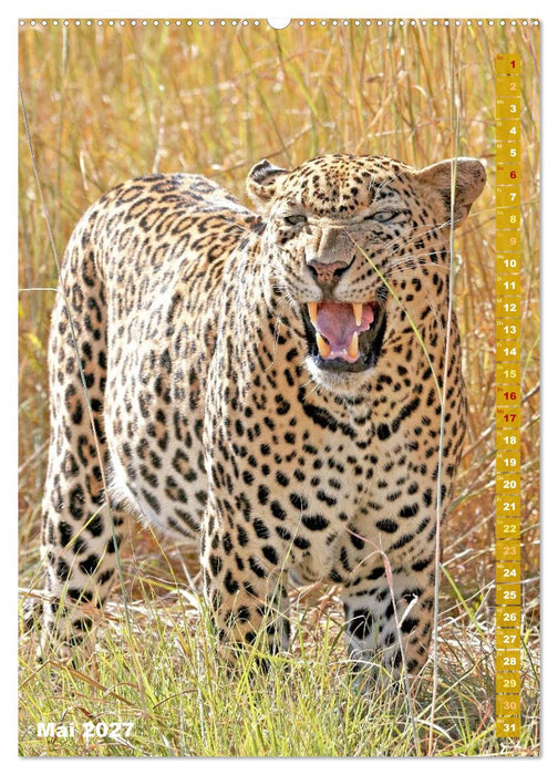 Raubkatzen: Die Jäger auf leisen Pfoten (CALVENDO Premium Wandkalender 2027)