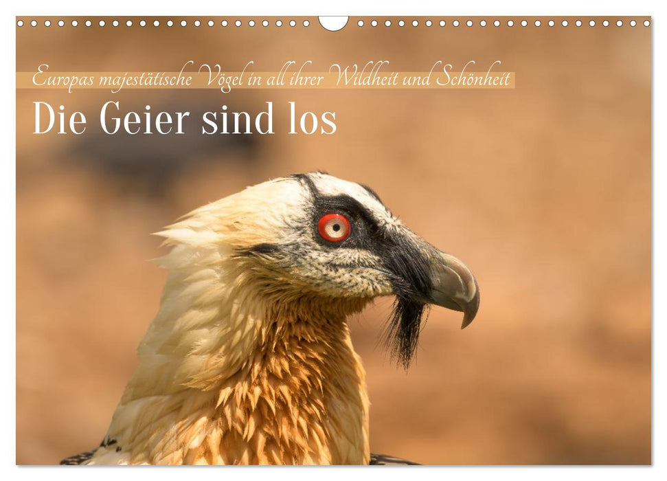 Die Geier sind los (CALVENDO Wandkalender 2027)